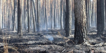 Verbranntes Waldgebiet in Potsdam