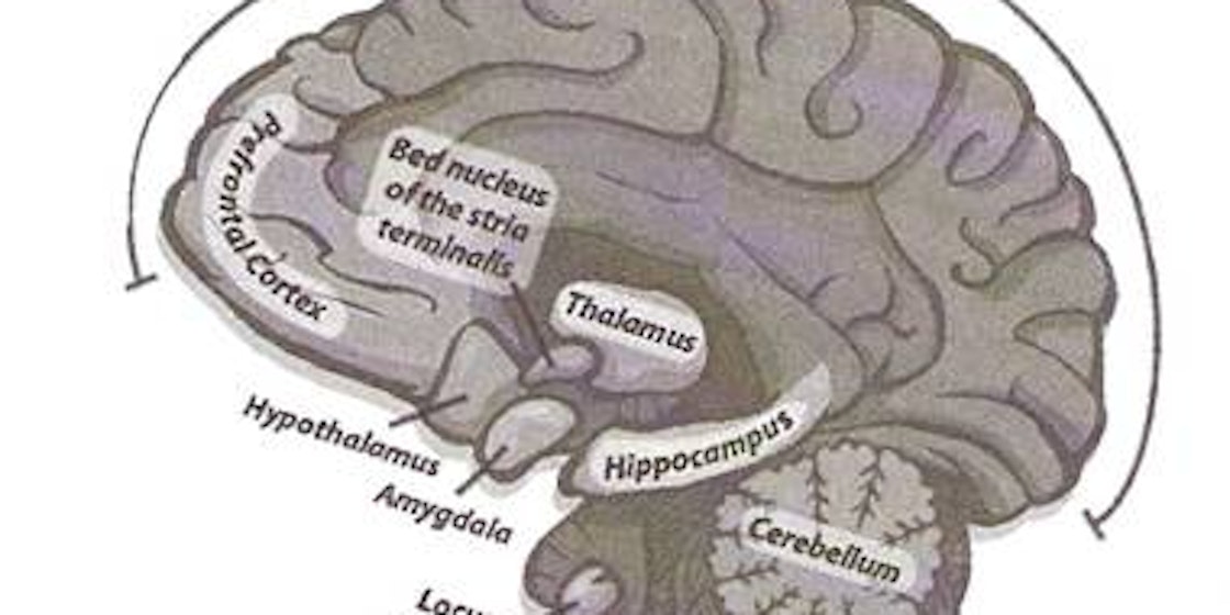 Sitz des Mandelskerns (Amygdala) Gehirn. (Grafik: Boehne)