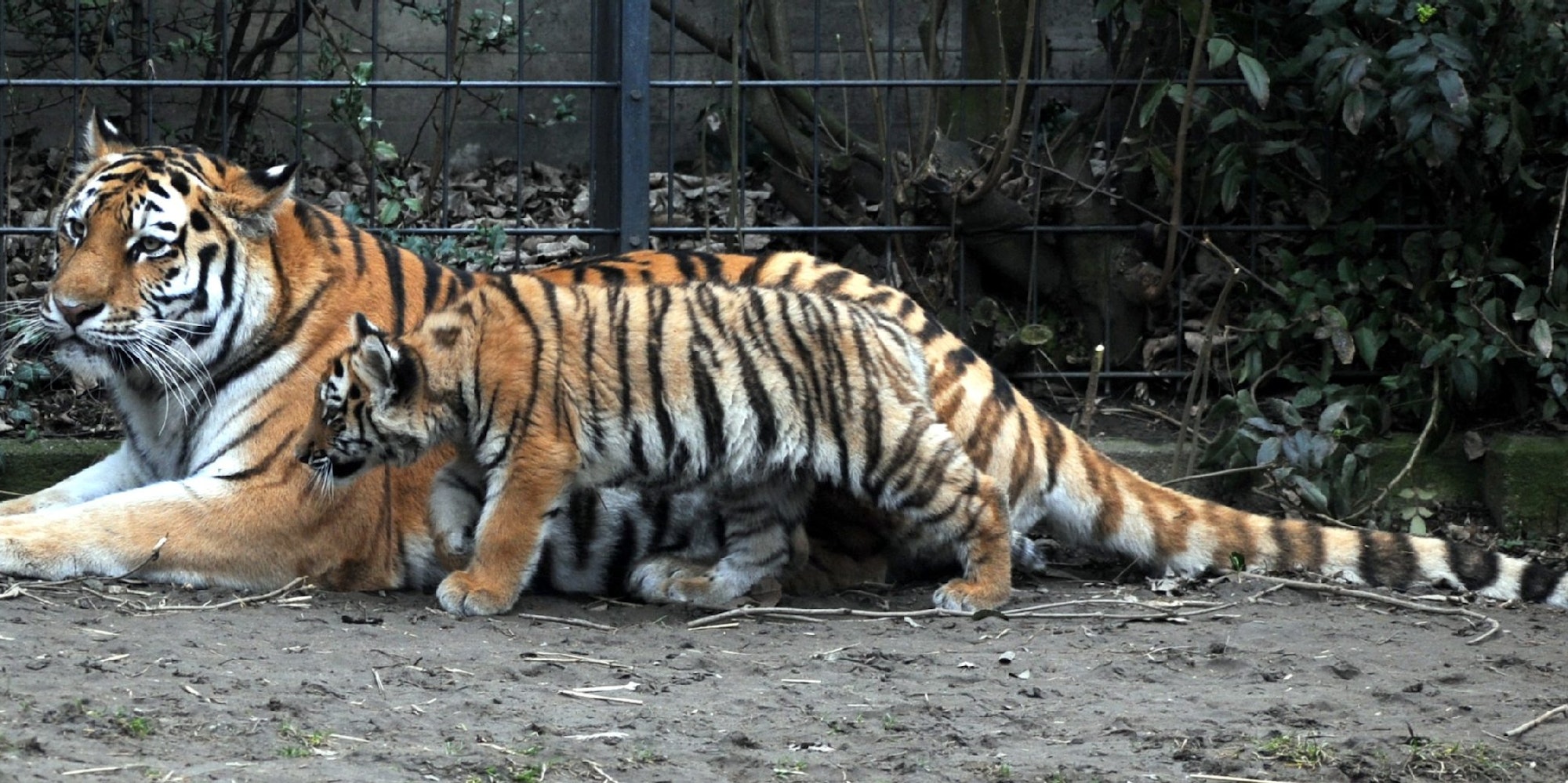 Hanya und Altai lebten seit April im Kölner Zoo.