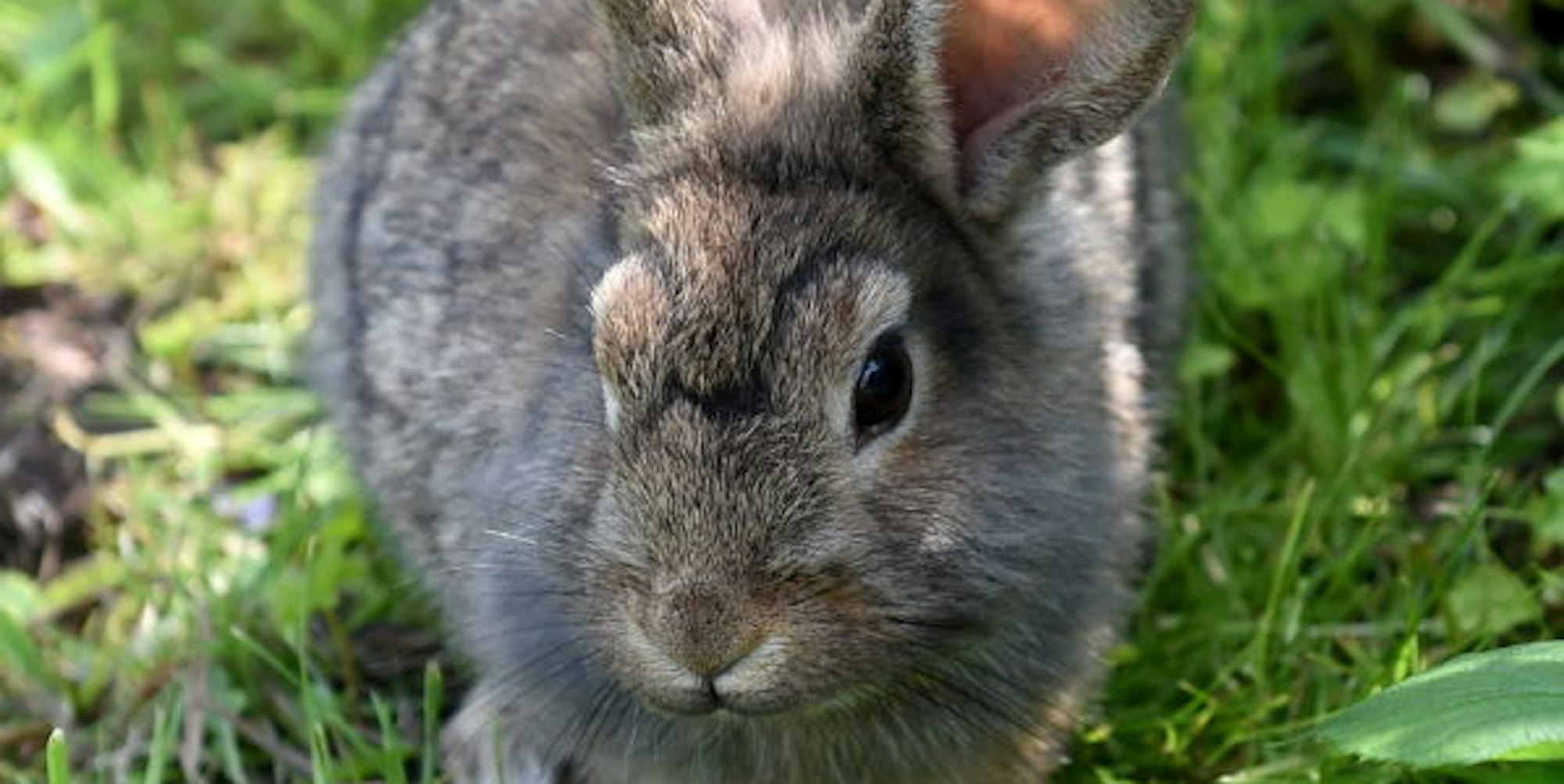Mögen es offenbar auch exotisch: Kaninchen fressen in den Botanischen Gärten der Uni seltene Pflanzen.