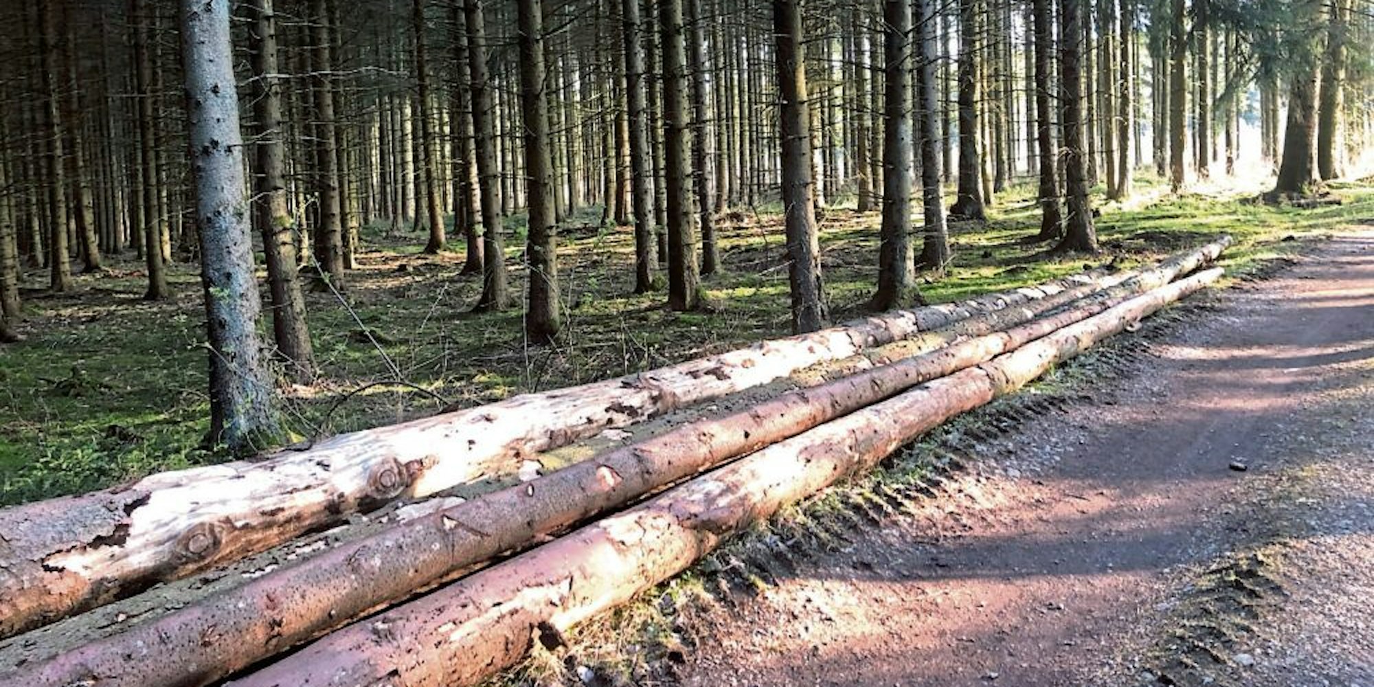 Käferholz liegt am Waldweg zum Abtransport bereit. Glücklicherweise sind die Borkenkäfer in diesem Jahr noch nicht aktiv.