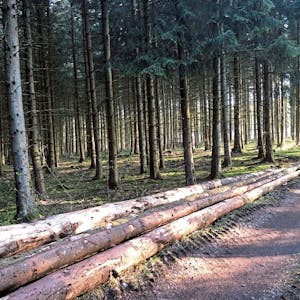 Käferholz liegt am Waldweg zum Abtransport bereit. Glücklicherweise sind die Borkenkäfer in diesem Jahr noch nicht aktiv.