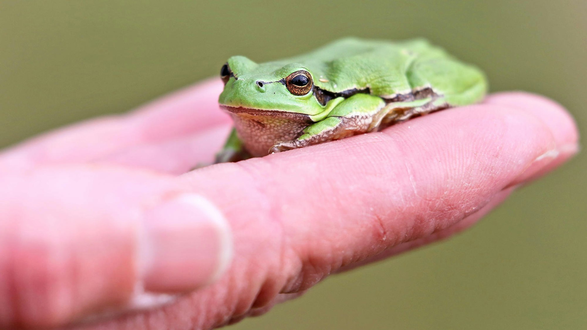 Ein Frosch sitzt auf einer Hand