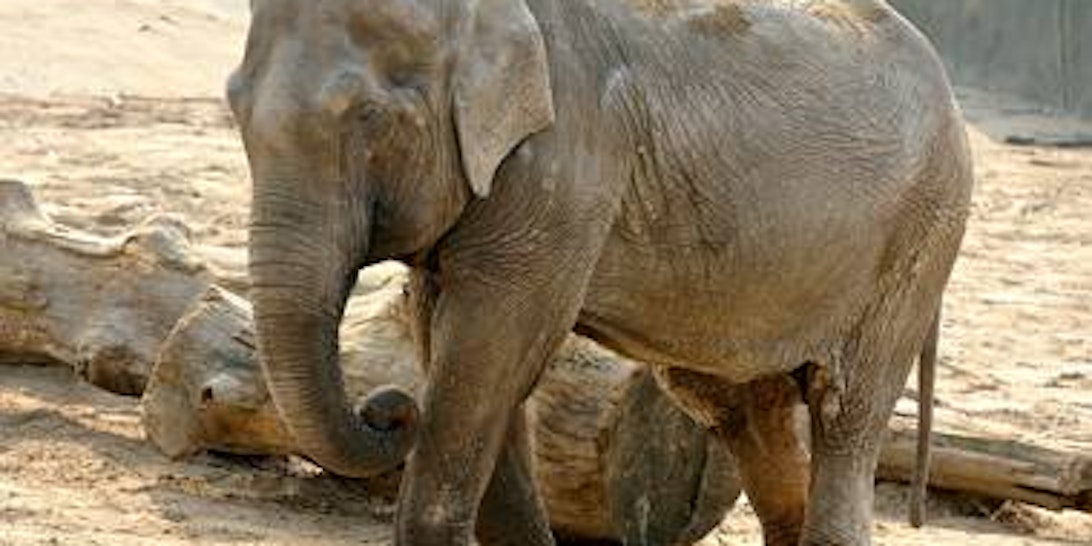 Die inzwischen verstorbene Elefantendame "Chumpol" aus dem Kölner Zoo. (Bild: Kölner Zoo)