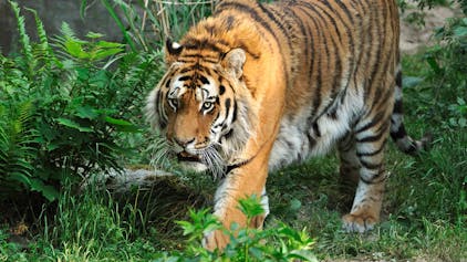 Tiger_zoo2