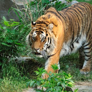 Tiger_zoo2