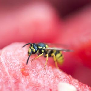Zucker lieben Wespen ganz besonders. Wer sie fernhalten will, sollte die Melonen also lieber abgeschlossen lagern.