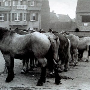 Mit den Bauern verschwanden auch die Viehmärkte. Dieses Bild entstand um 1948 auf dem Annaturmplatz.