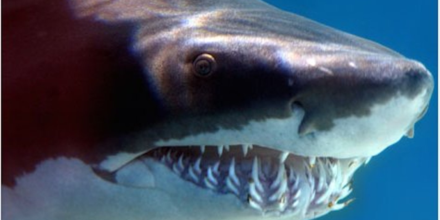 Die Wahrscheinlichkeit, von einem Hai angegriffen zu werden, ist sehr gering.