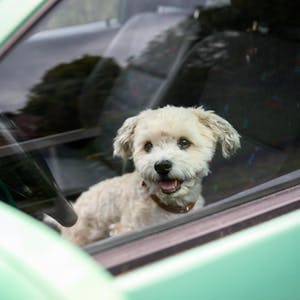 Hund Auto Symbol