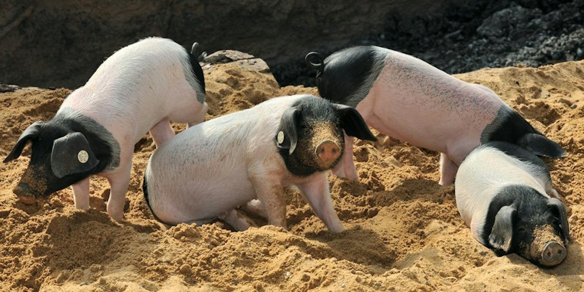Glückliche Schweinchen - hier, im Kölner Zoo.