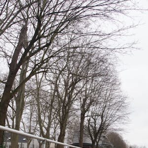 Zwölf Ahornbäume an der Tribüne im Ulrike-Meyfarth-Stadion werden im Februar gefällt.