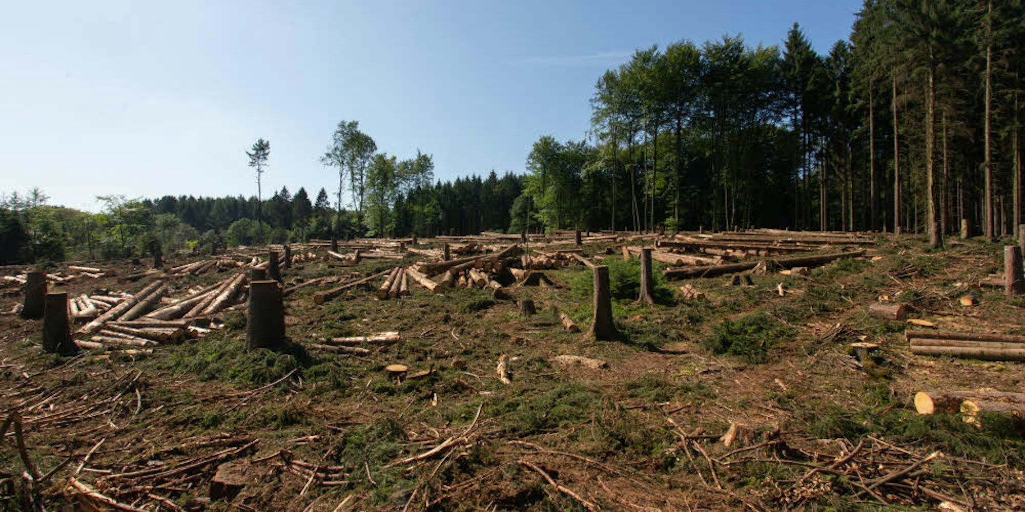 Kahlschlag: Im oberen Schmelztal sind bereits 6000 Fichten, die vom Borkenkäfer befallen sind, gefällt worden. Mindestens 20 000 Bäume sind nach Schätzung der Stadt insgesamt betroffen.