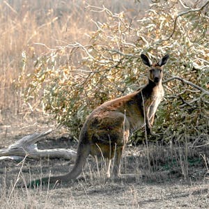 Australien Känguru Symbolbild dpa