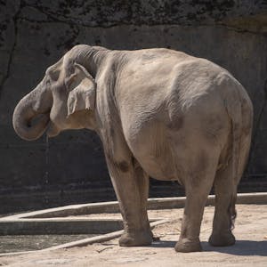 Die Elefantenkuh „Shu Thu Zar“ soll in Kürze Nachwuchs bekommen.