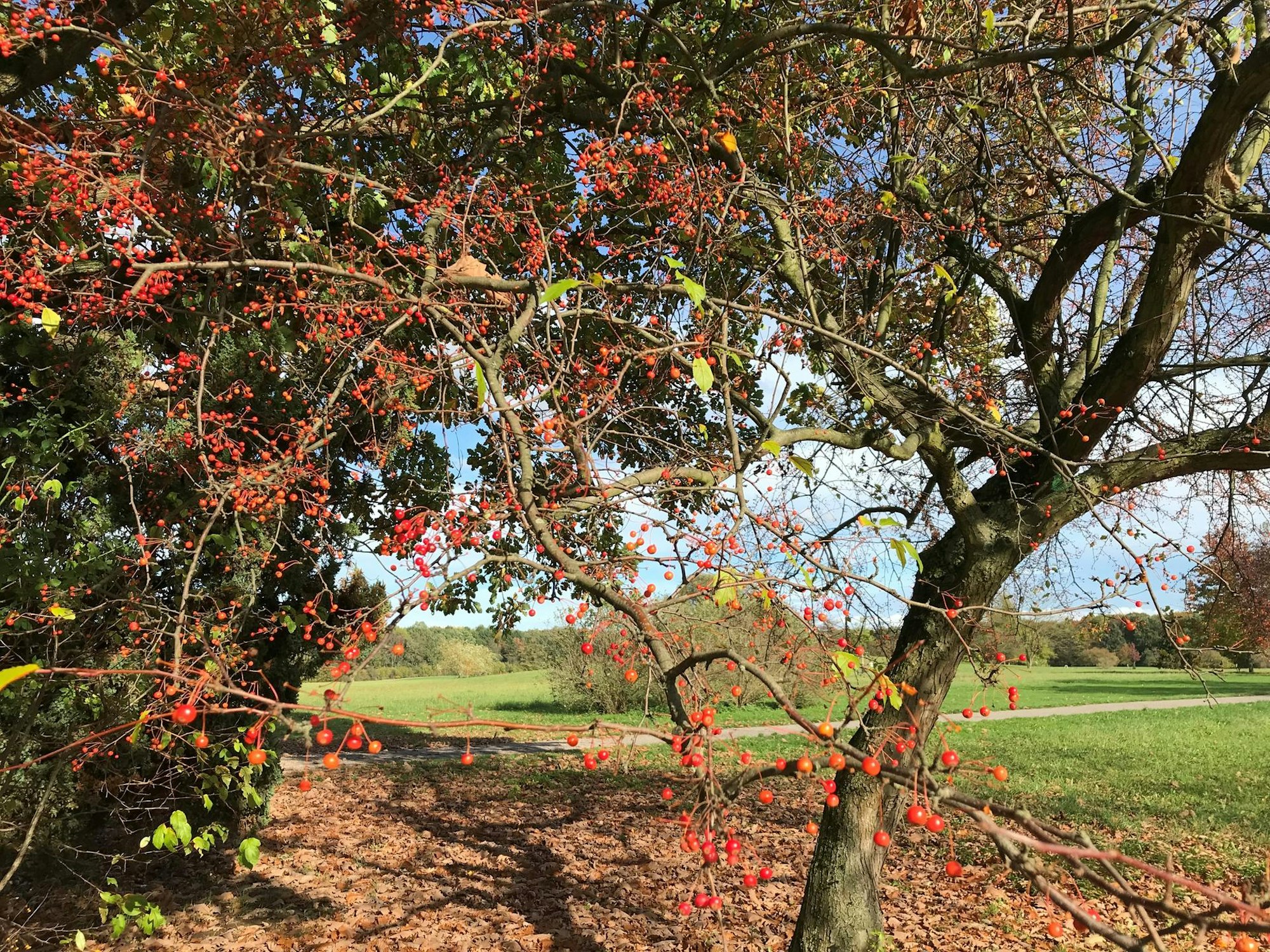 Herbstbaum Beeren  Forstbotanischer Garten Reiche