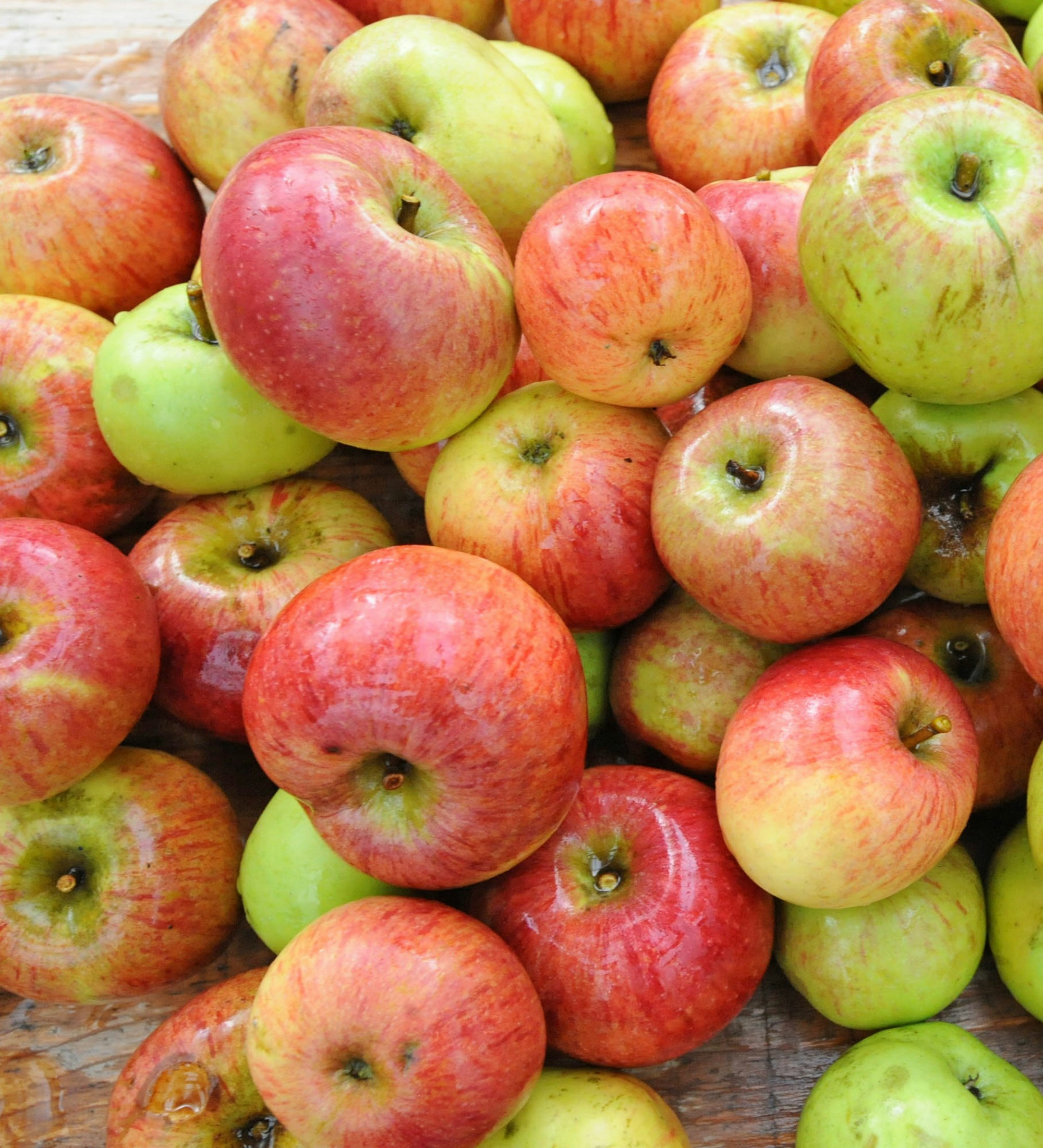 Die Kinder verarbeiteten mehrere hundert Äpfel.