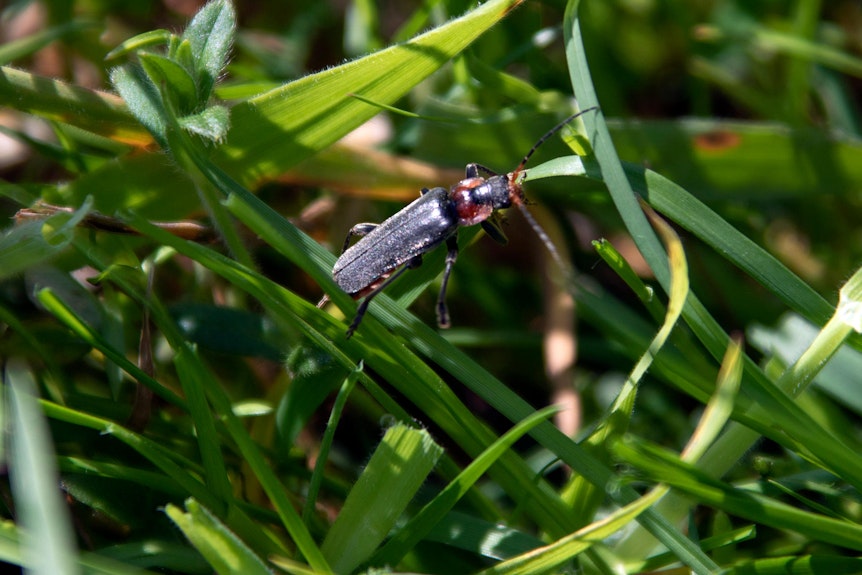 Ein Käfer auf der Gleueler Wiese