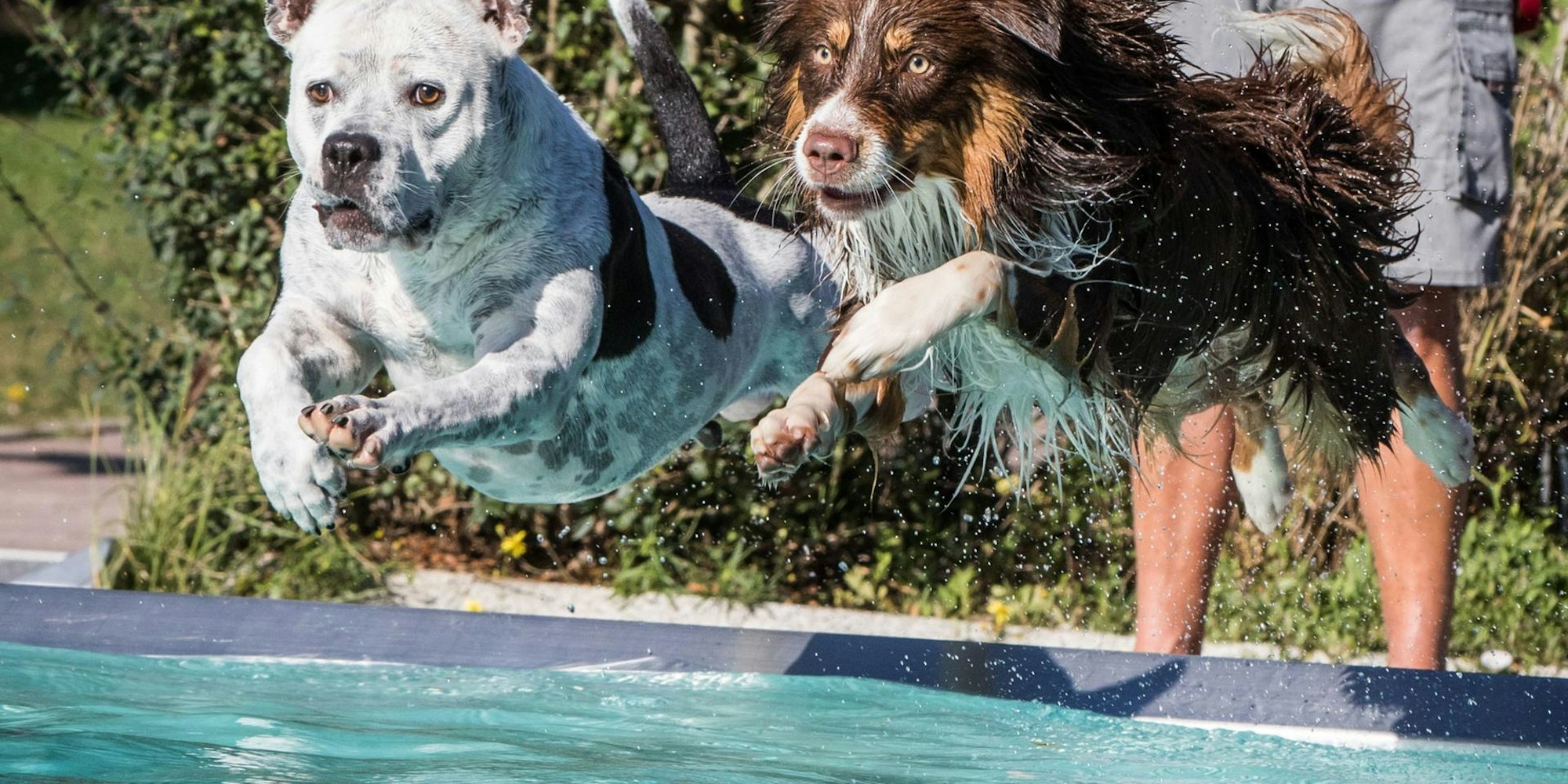 Hundeschwimmen dpa
