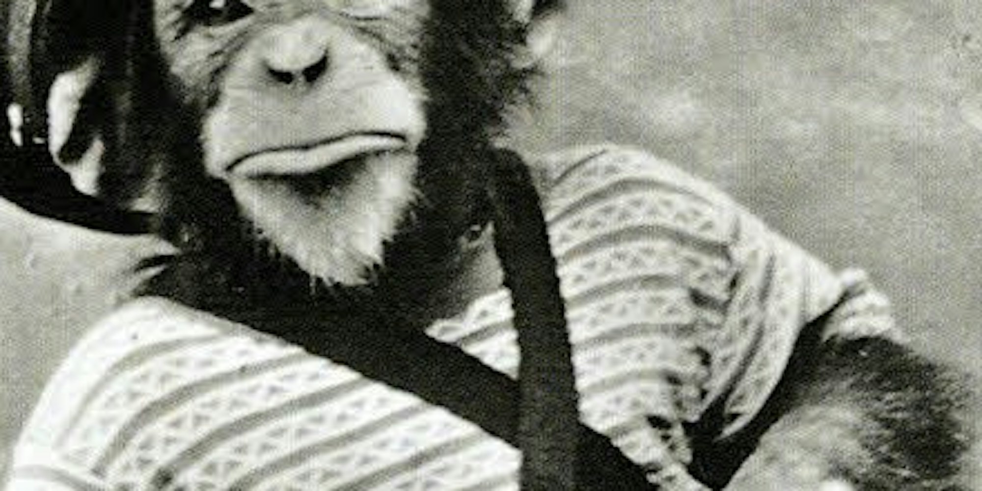 Symbol falscher Tierhaltung: Der Schimpanse Petermann.