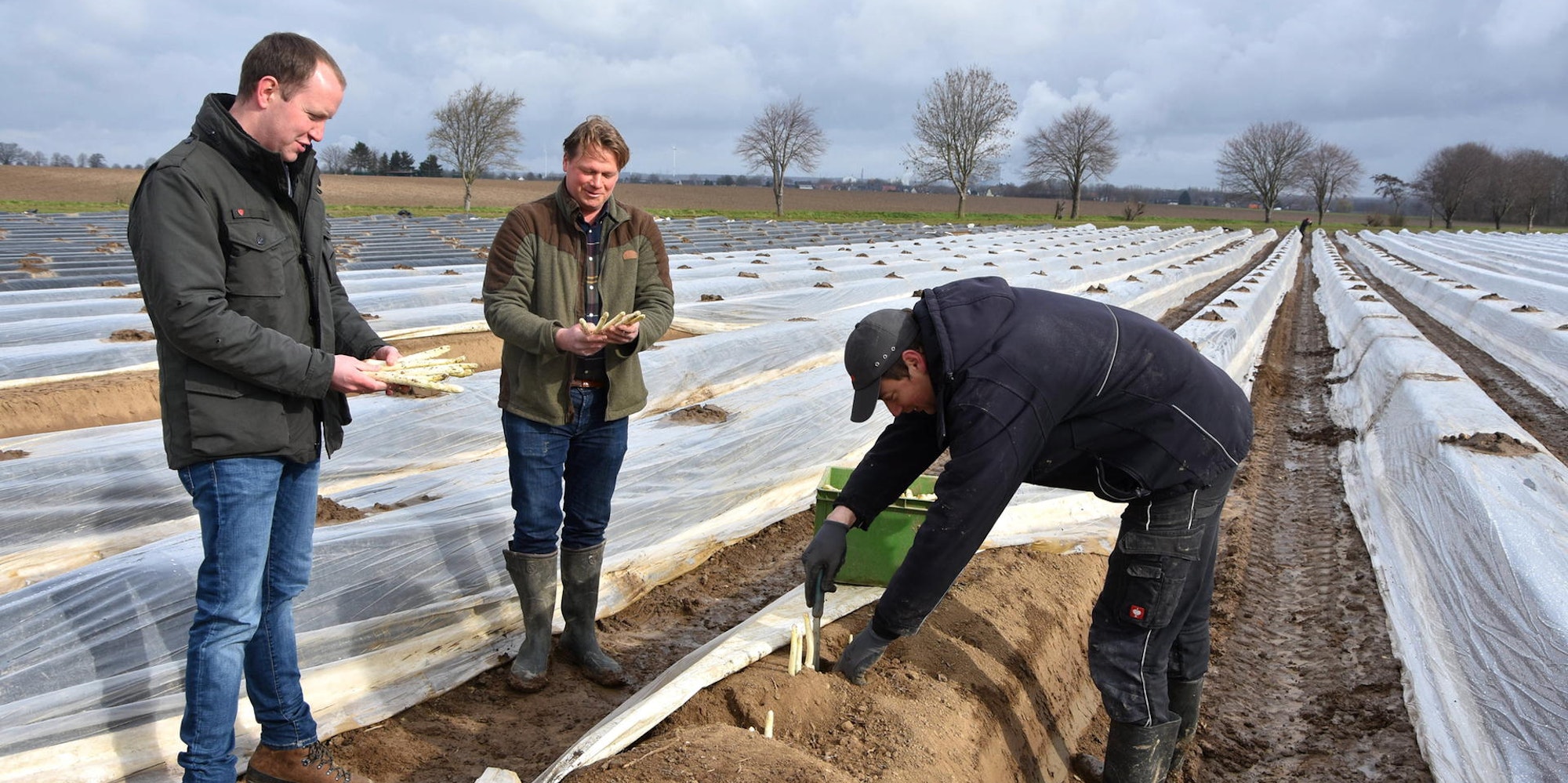 Landwirt Johannes Nagelschmitz (M.) und RWE-Agraringenieur Manuel Endenich (l.) sind mit dem ersten Spargel zufrieden, den sie auf dem beheizten Acker in Elsdorf-Widdendorf ernten können.