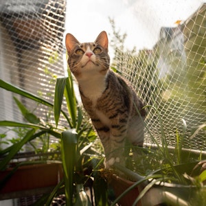 Eine Katze auf einem Balkon