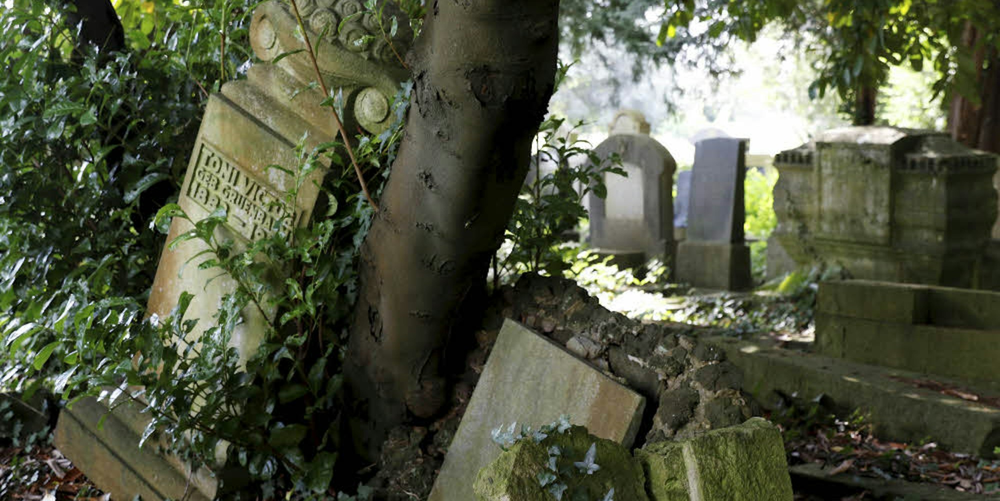 Umgekippter Grabstein, der an einem Baum lehnt. Auf jüdischen Friedhöfen soll der Mensch möglichst wenig eingreifen.