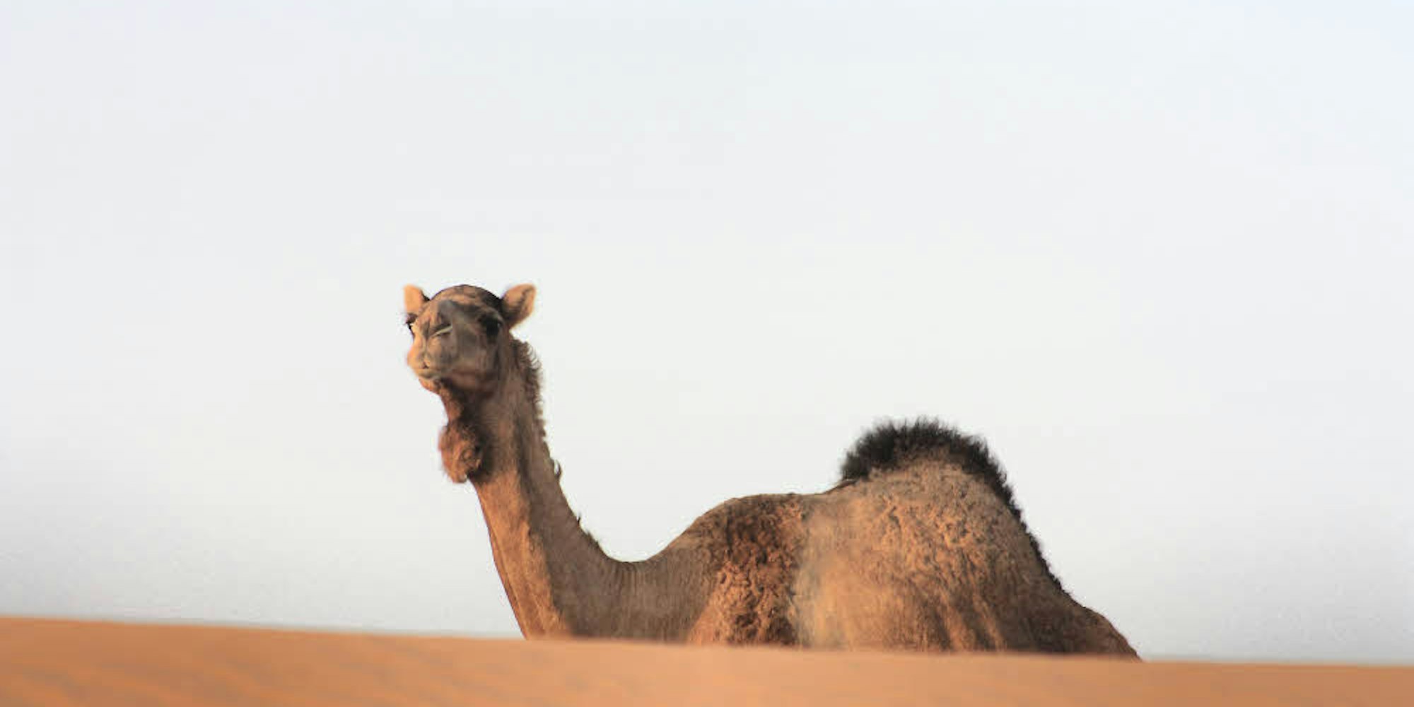 Die Sandwüste von Oman durchquerten Sigrid und Dirk Reitmeier mit einem Geländewagen.