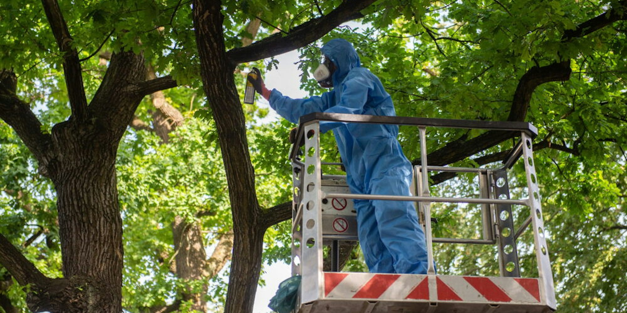 Schutzanzug und Gesichtsmaske sind vorgeschrieben, wenn Grün-Experten die Raupen von Bäumen entfernen.