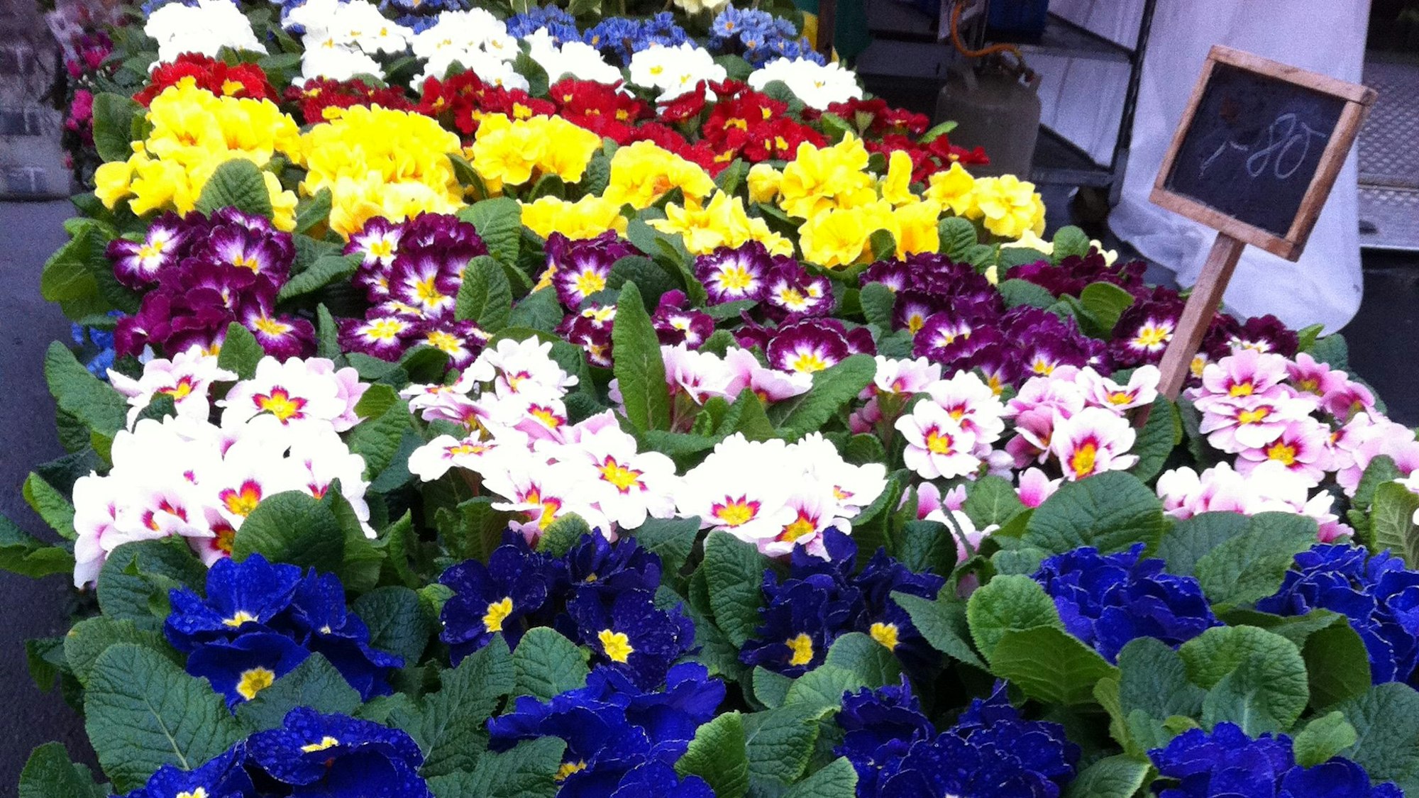 Blumen in unterschiedlichen Farben