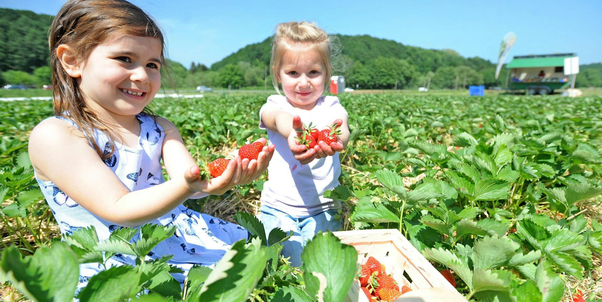 Mia und Finja, beide drei Jahre alt, beim Erdbeerpflücken auf dem Selbstbedienungs-Feld von Gut Nesselrath.