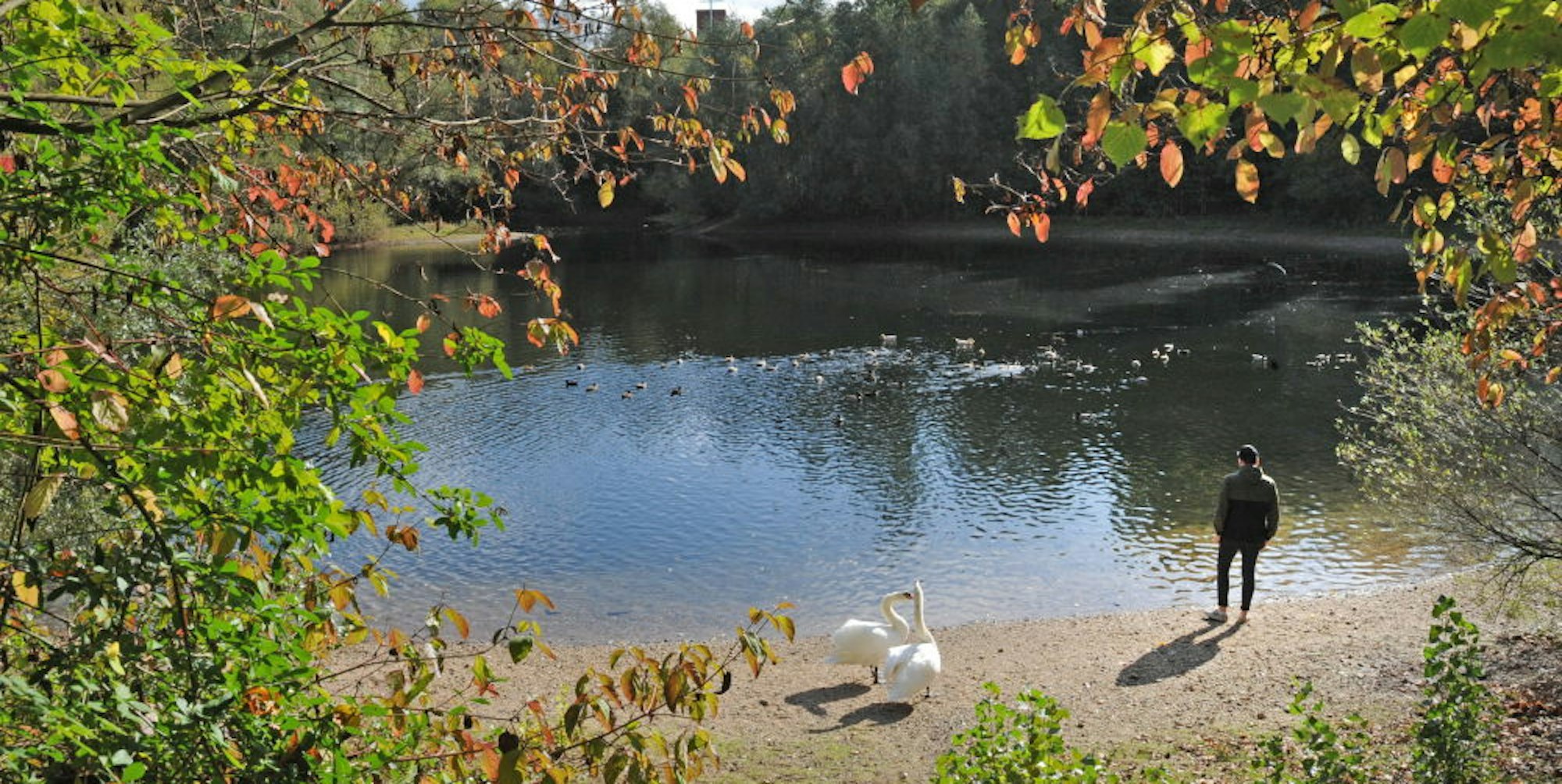 Der Rheindorfer See zeigt sich im Herbst von seiner idyllischen Seite.