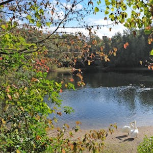 Der Rheindorfer See zeigt sich im Herbst von seiner idyllischen Seite.