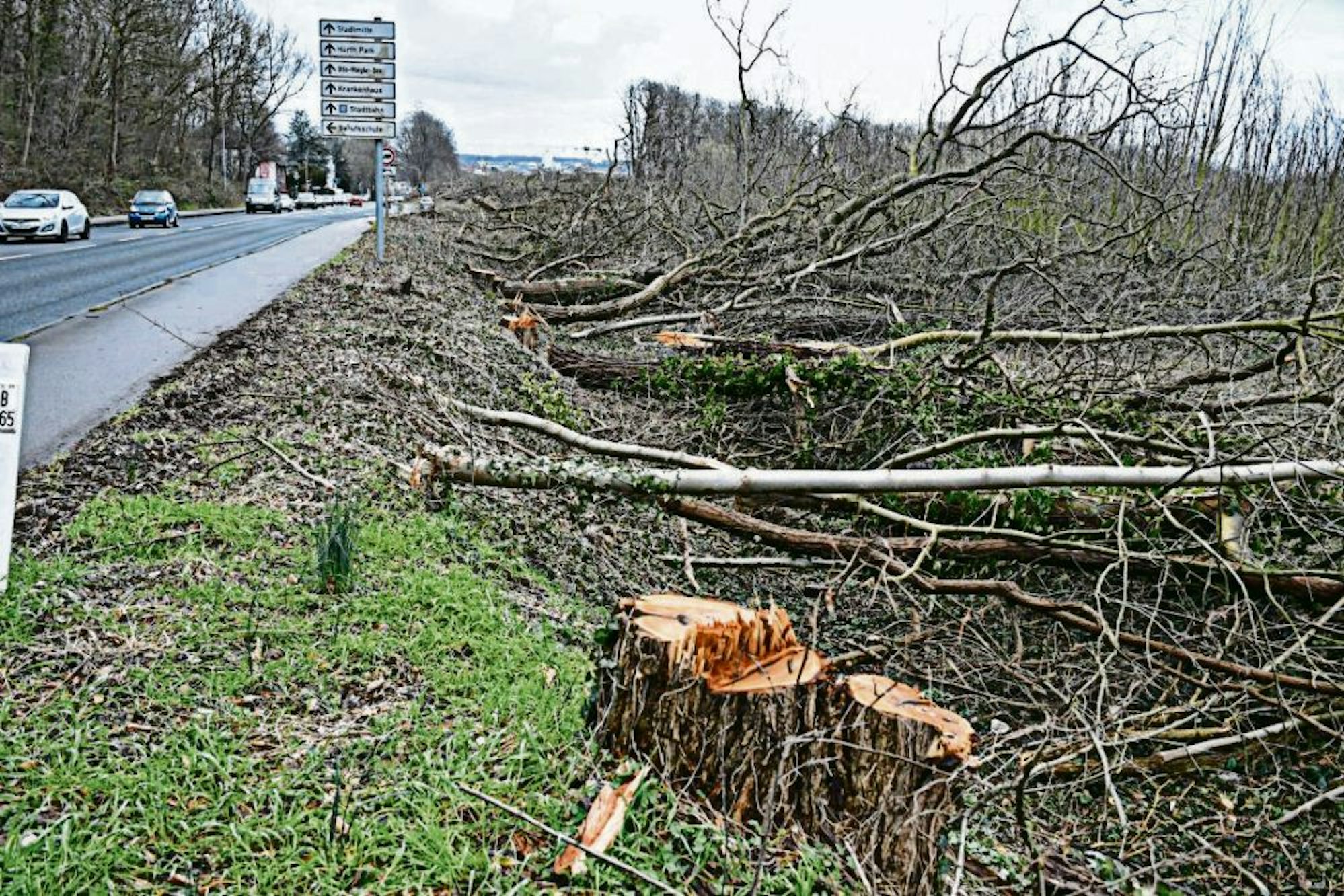 Rund 300 Bäume mussten im Bereich des künftigen Südanschlusses der Ortsumgehung an der Luxemburger Straße weichen.