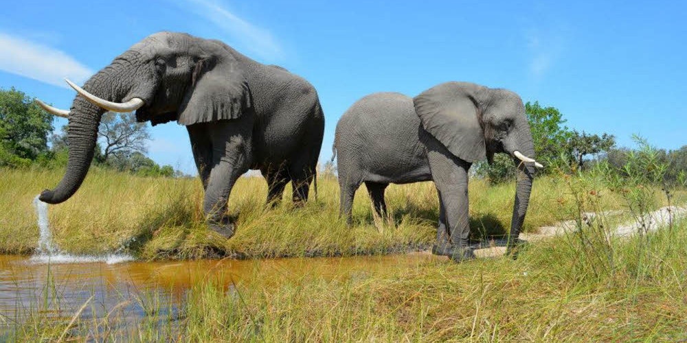 Tankstopp in der Wildnis: Wasserstellen sind für Elefanten überlebenswichtige Anlaufstellen.