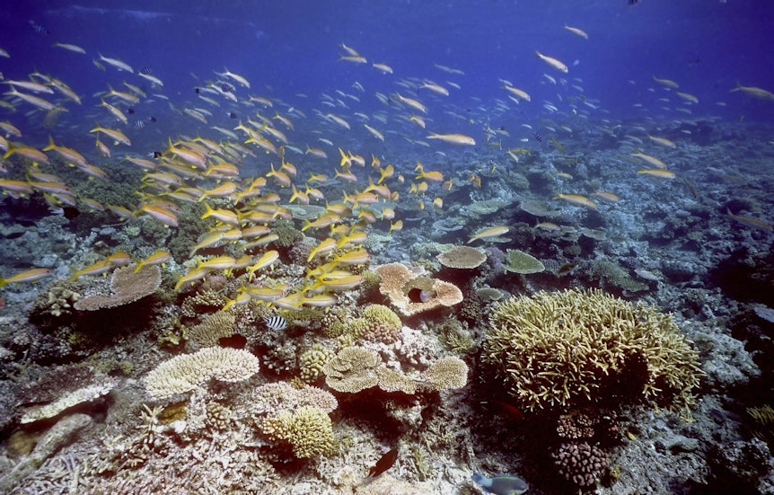Faszinierende Unterwasserwelt: die Korallenriffe des Great Barrier Reef.