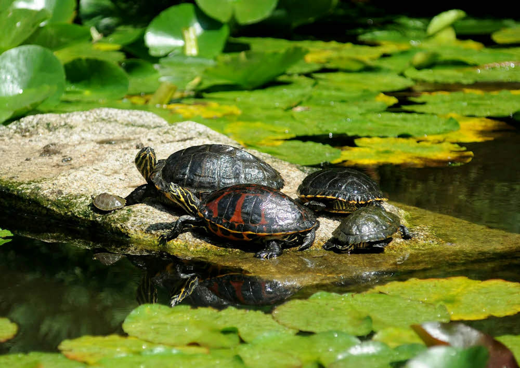Im temperierten Wasser können Schildkröten problemlos überwintern.