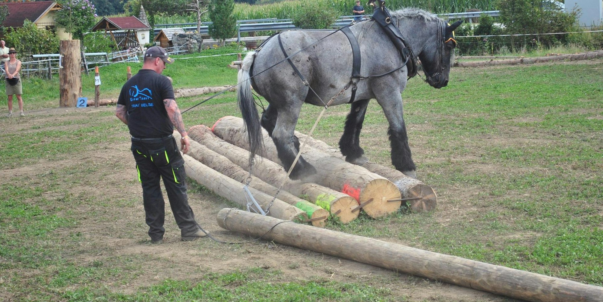 Eine der Lieblingsaufgaben von Pferd Wotan ist das Poltern. 