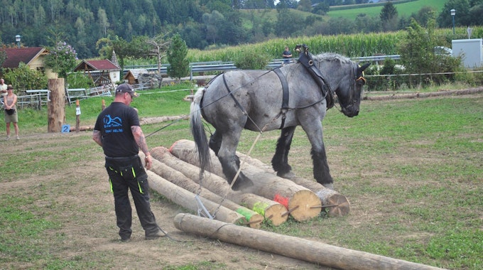 Eine der Lieblingsaufgaben von Pferd Wotan ist das Poltern.
