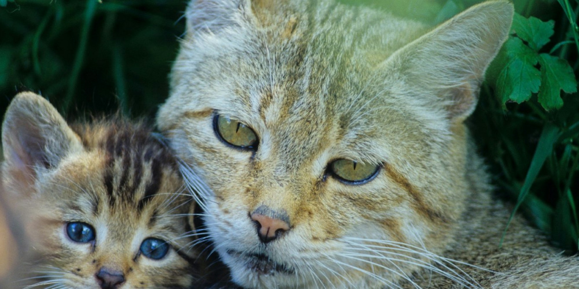 Wildkatzen sind keine verwilderten Hauskatzen. Doch sind sie mit ihrem grau-gelben, getigerten Fell nur schwer von wildfarbenen Hauskatzen zu unterscheiden.