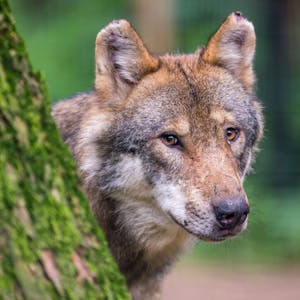 Ein Wolf in einem Wildpark in Bayern.